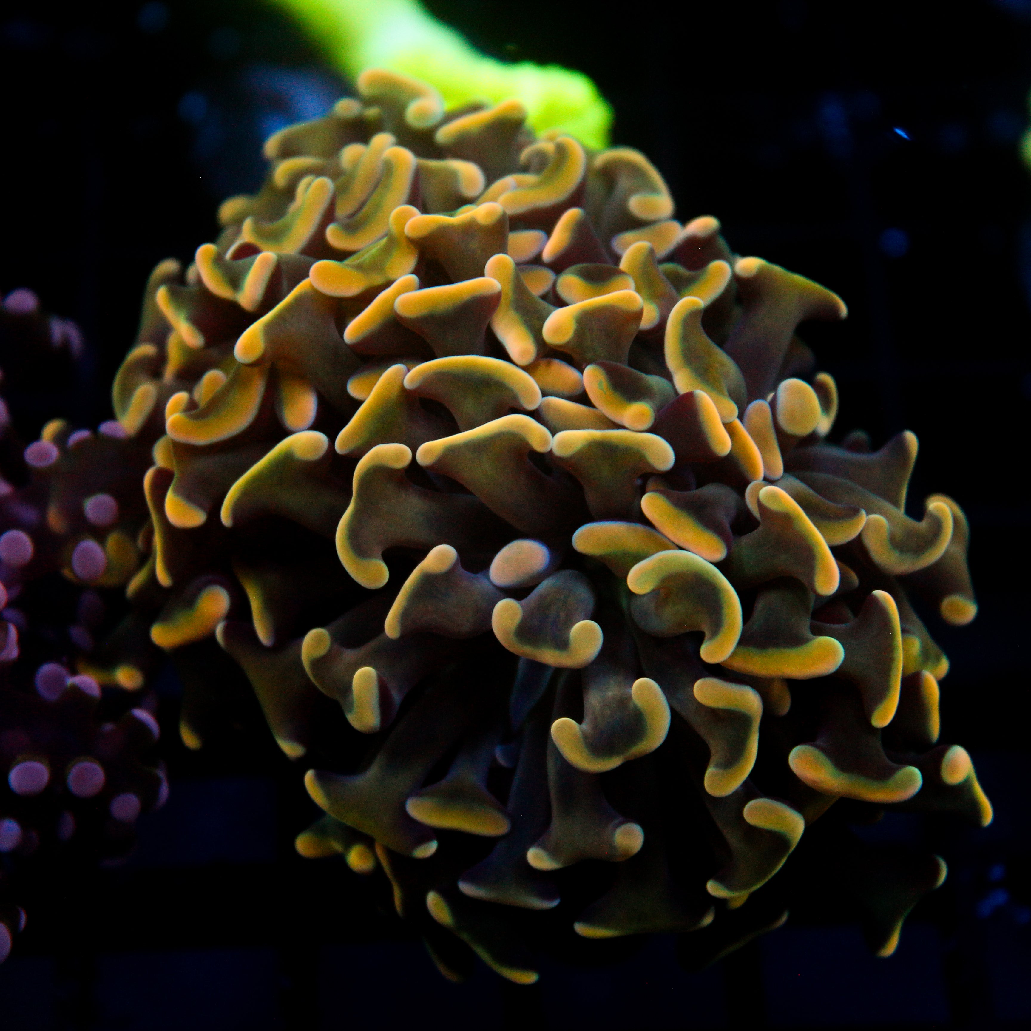JC Goldfish Bouquet Hammer Double