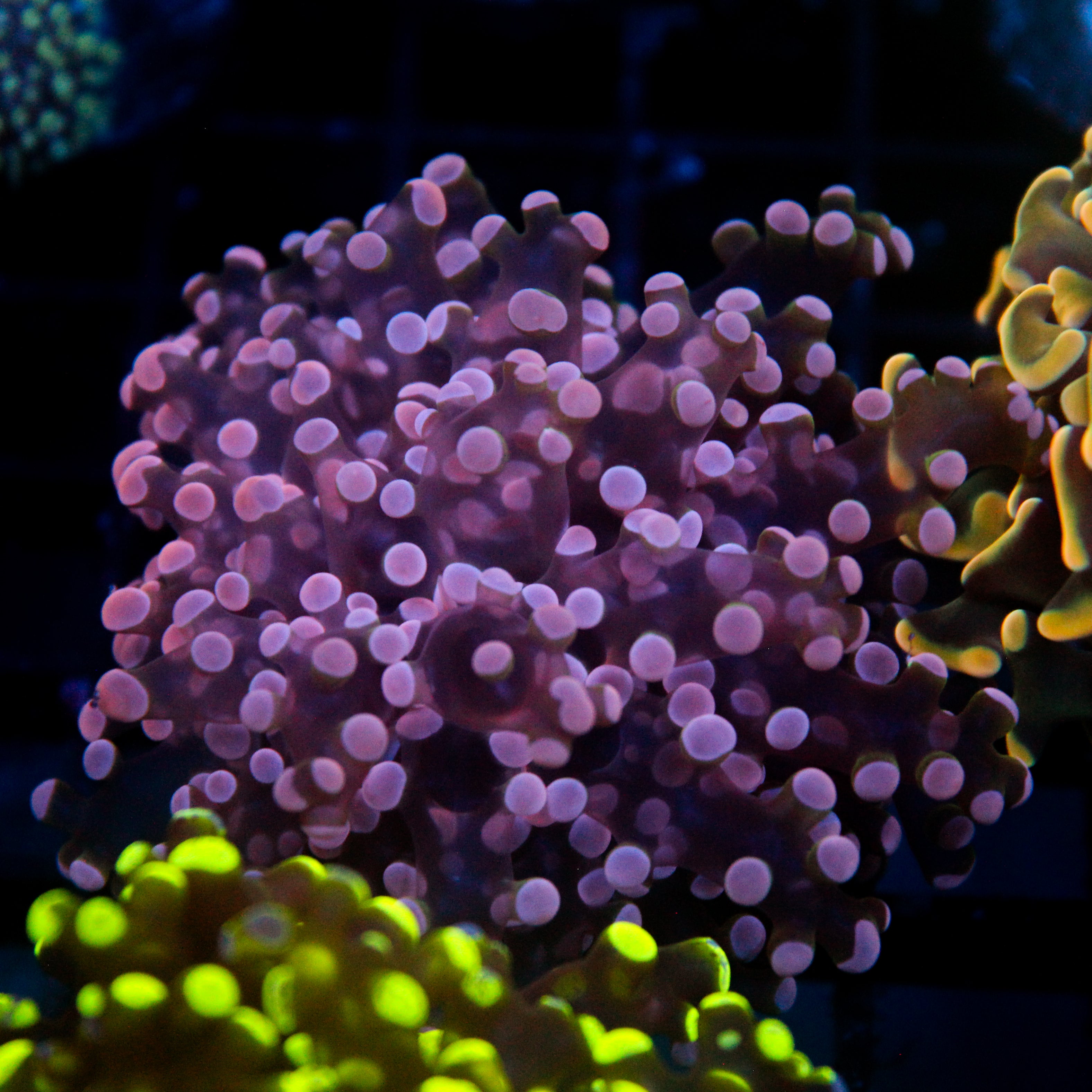 JC Pink Tip Frogspawn