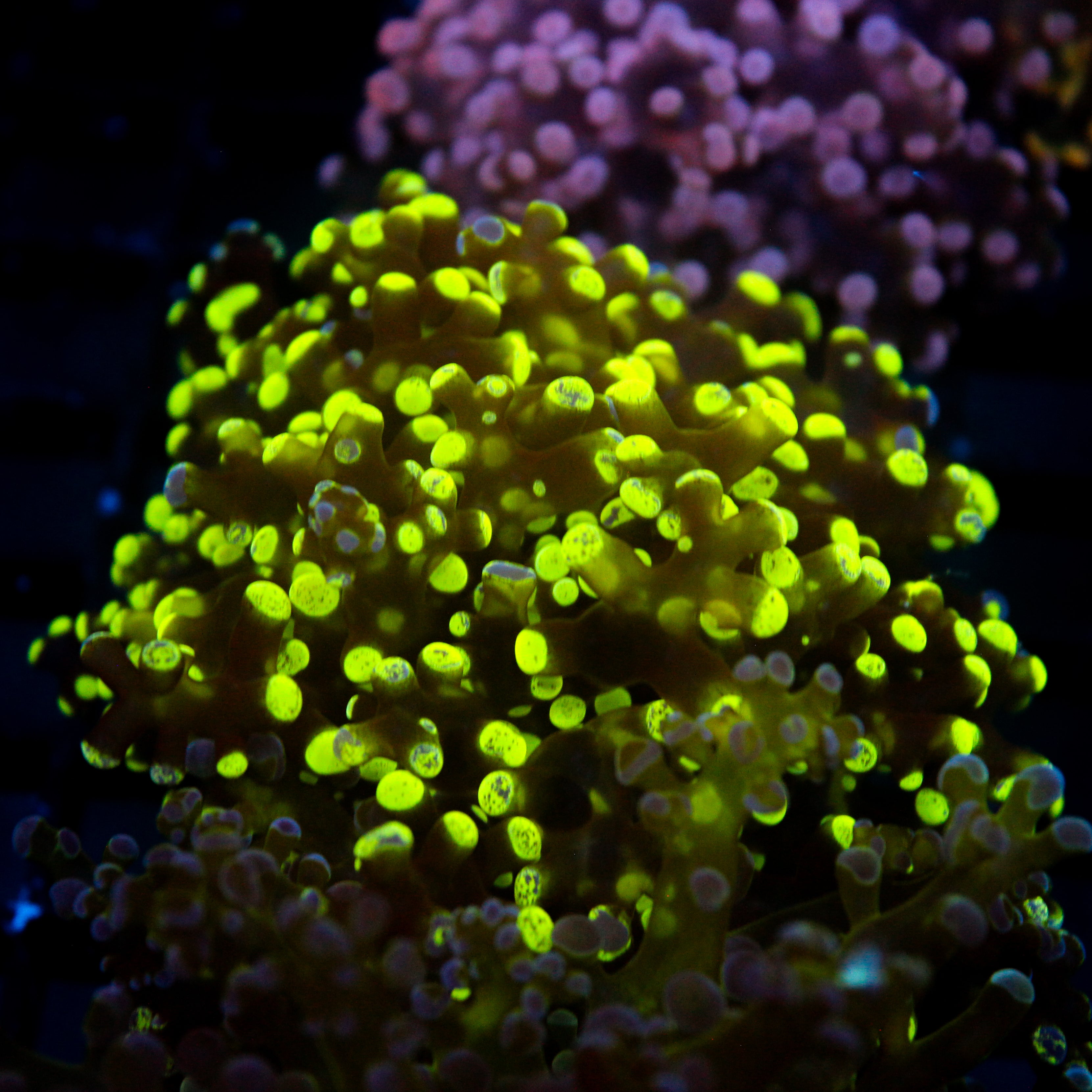 JC Splatter Frogspawn