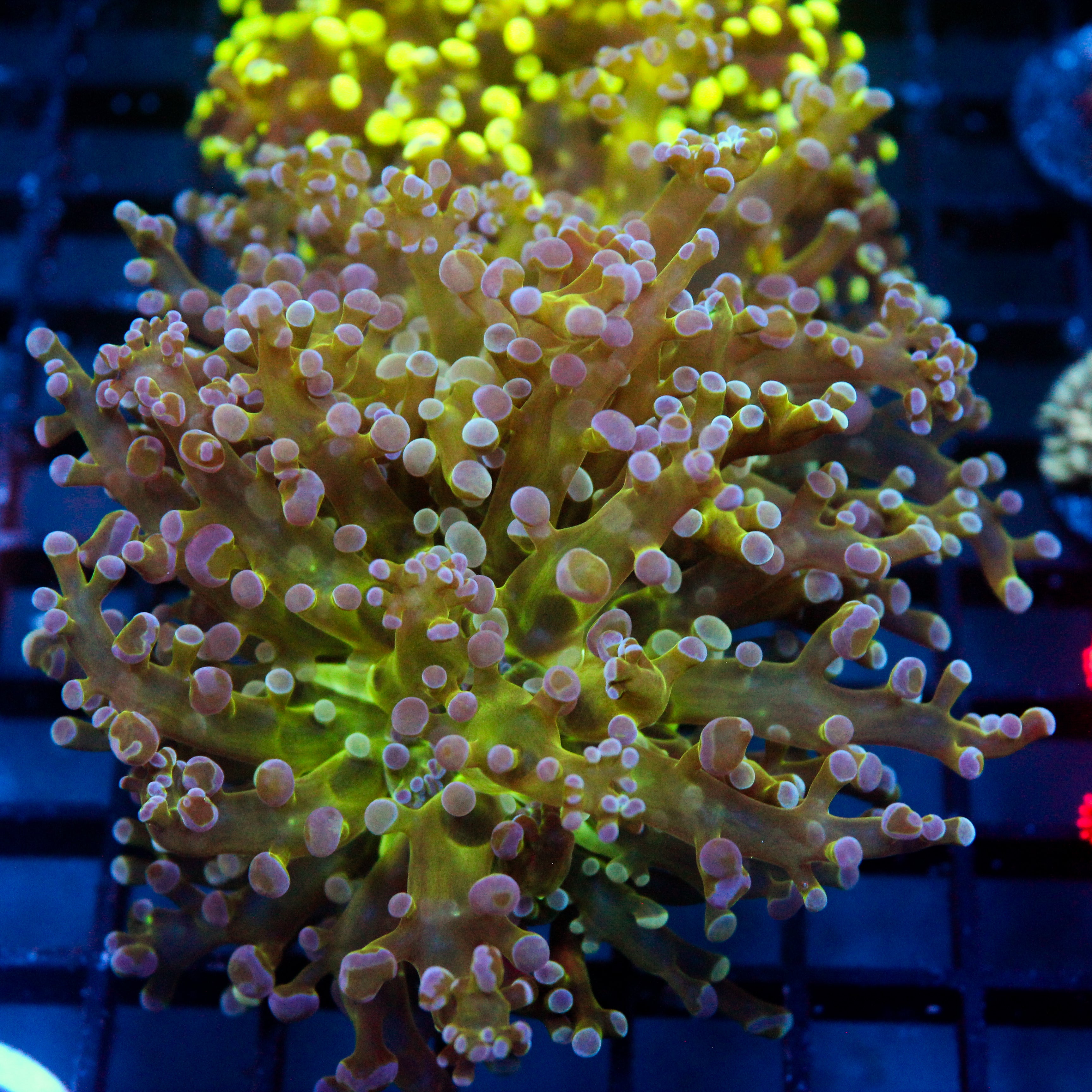JC Hulk Buster Frogspawn