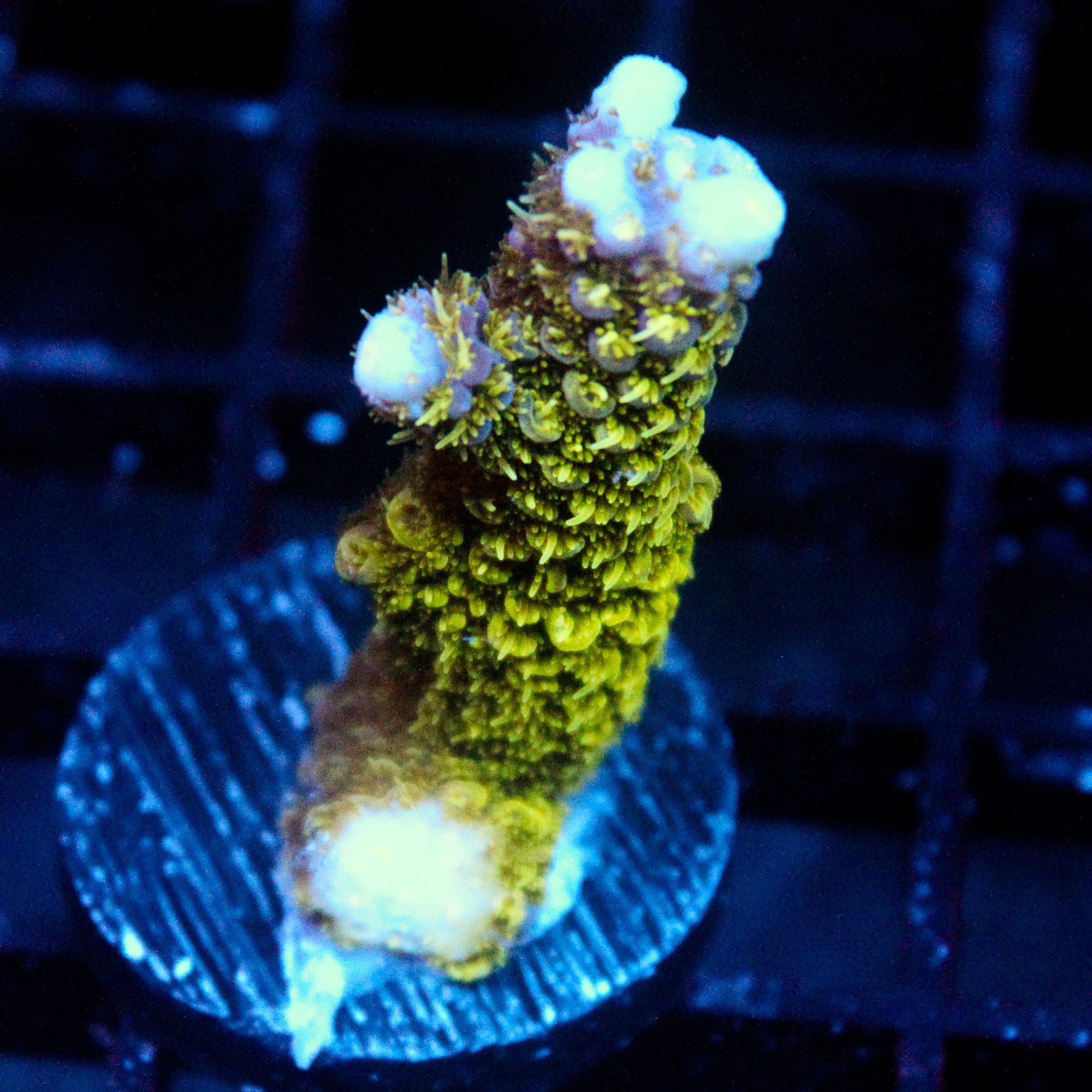 JC Abominable Acro