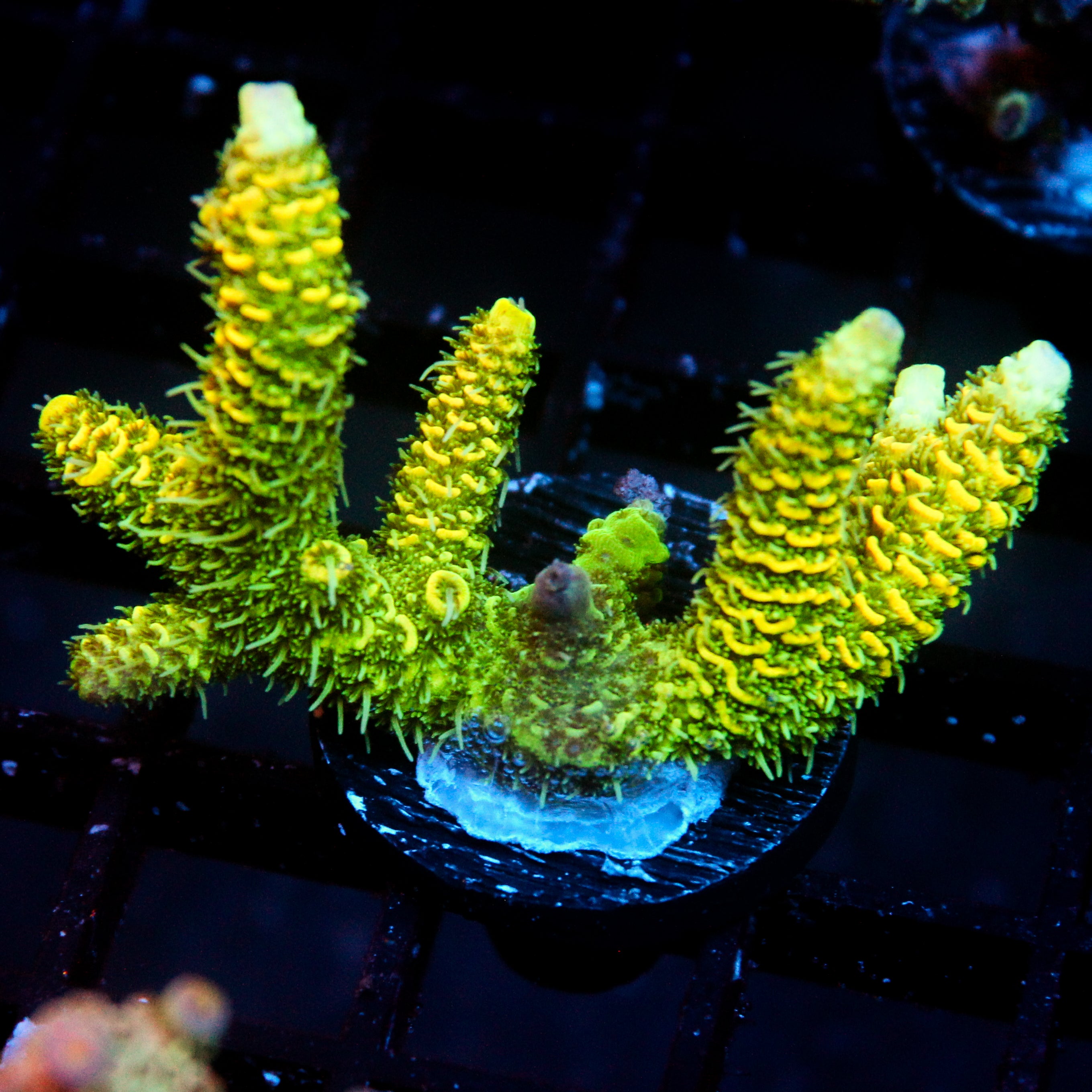 JC Tropical Fever Acro