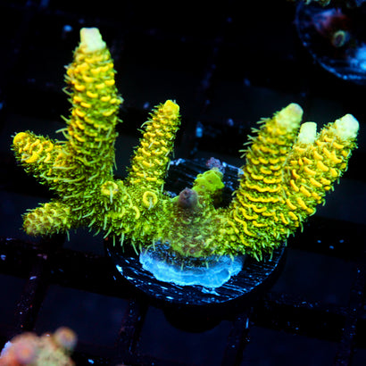 JC Tropical Fever Acro