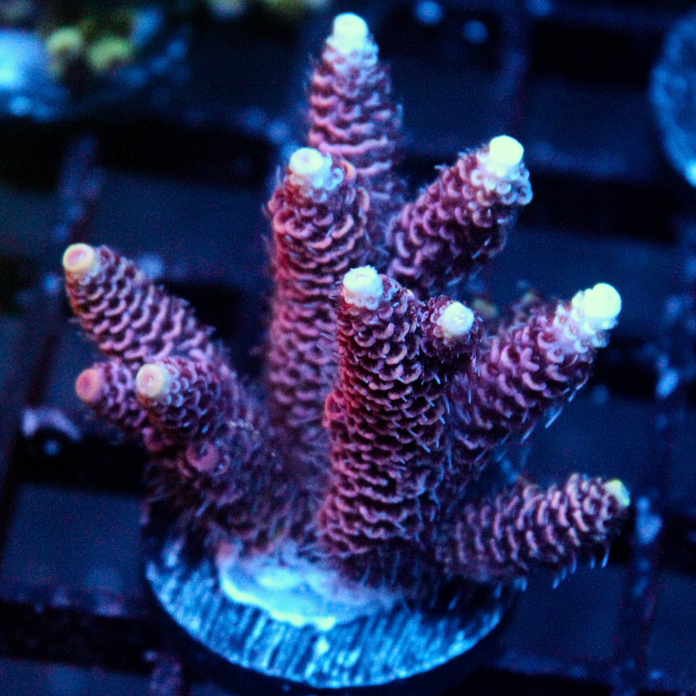 JC Hyacinth Acro