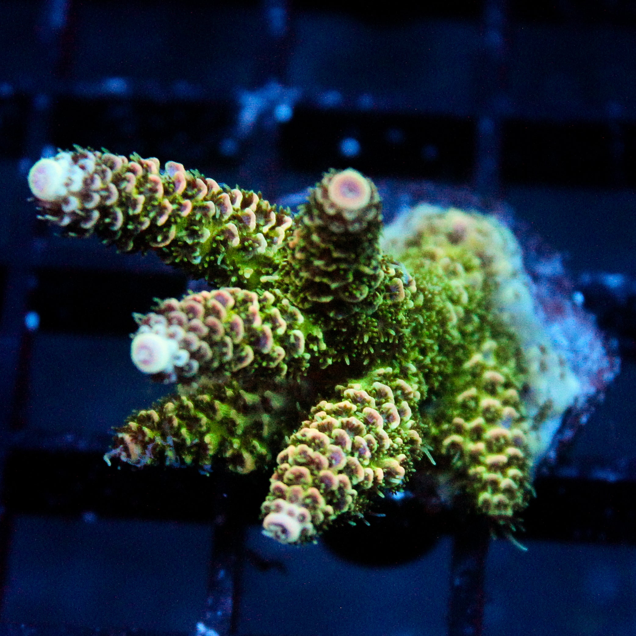 JC Eruption Acro