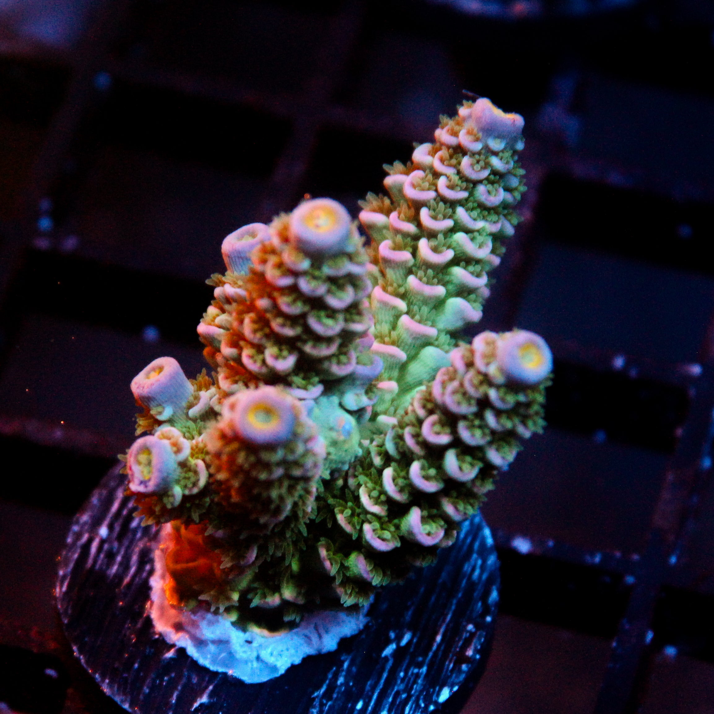 JC Blue Demon Acro