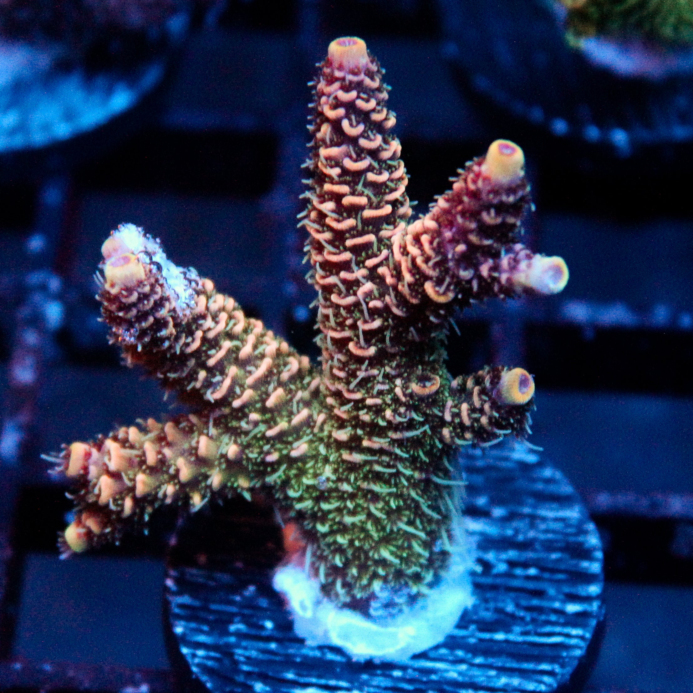 JC Purple Flux Acro