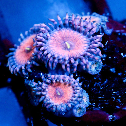 JC Amber Bliss Zoanthid