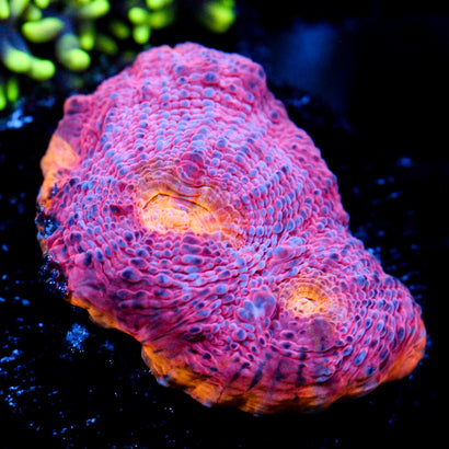 JC Grape Inferno Chalice