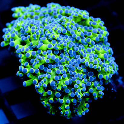 JC Hulk Octospawn