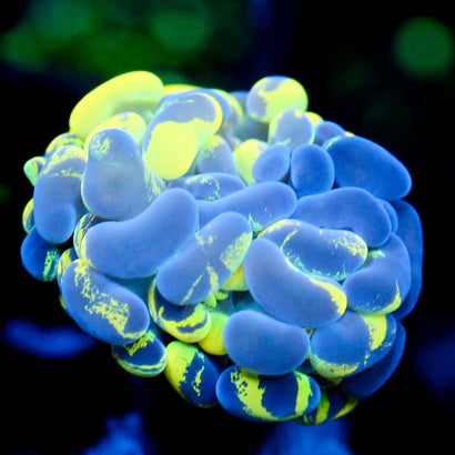 JC Yellow Splatter Hammer