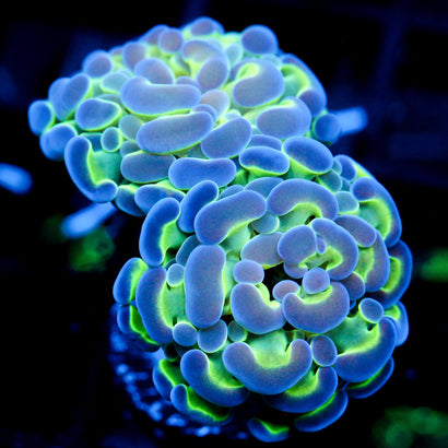 JC Hologram Hammer V1
