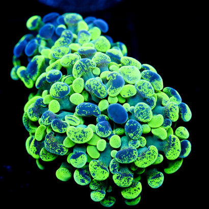 JC Ultra Splatter Hammer