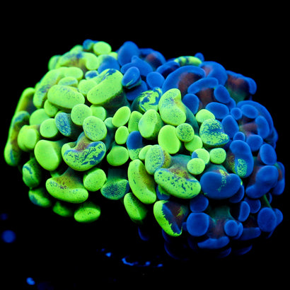 JC Bicolor Splatter Hammer