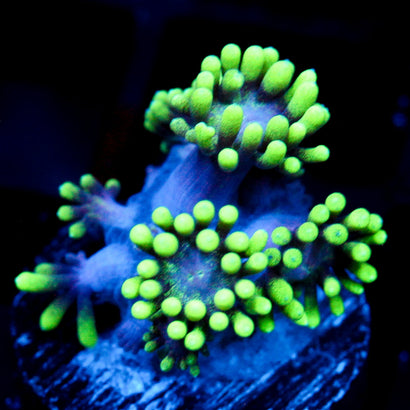 JC Alien Abduction Goni