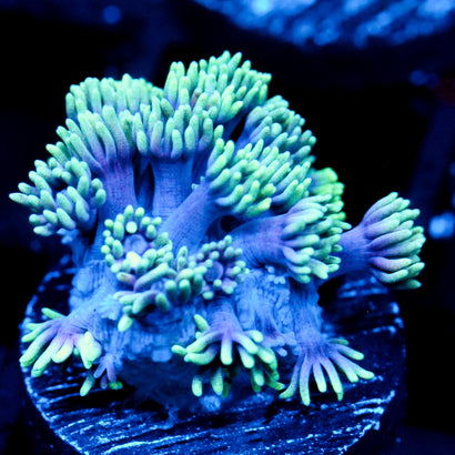JC Neon Flare Goni