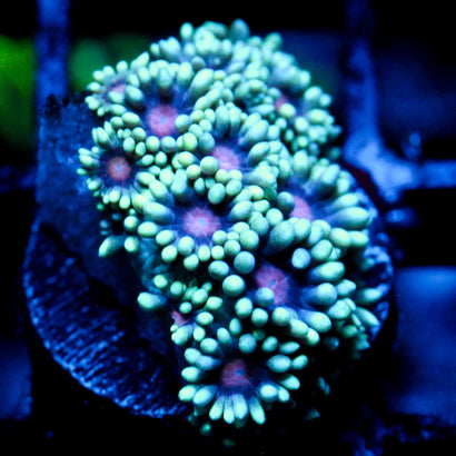 JC Phantasmic Flowers Goni