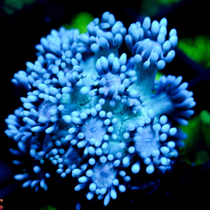 JC Beachy Breeze Goni