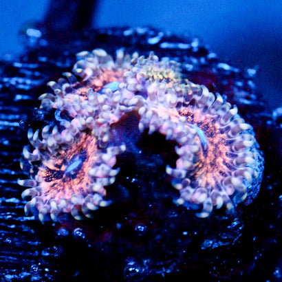 JC Neptunes Bounty Zoanthid