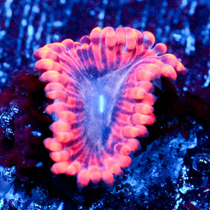 JC Typhloshion Zoanthid