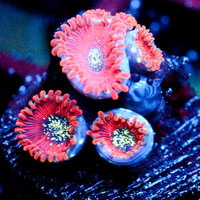 JC Magicians Zoanthid