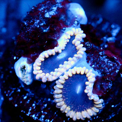JC Mesosphere Zoanthid