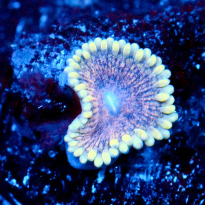 JC Permafrost Zoanthid