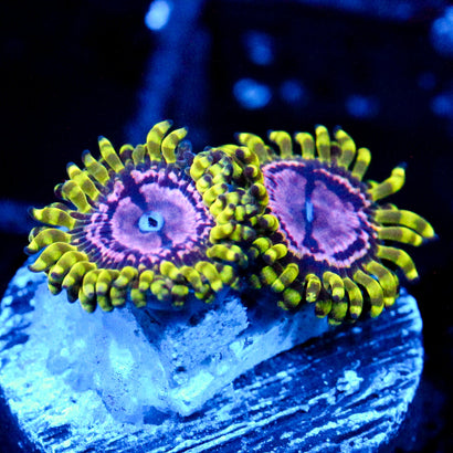 JC Purple Monster Zoanthid