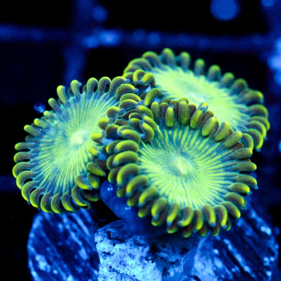JC Lady Liberty Zoanthid