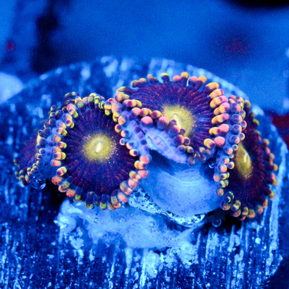 JC Bozos birthday Zoanthid
