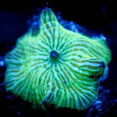 Watermelon Rind Mushroom