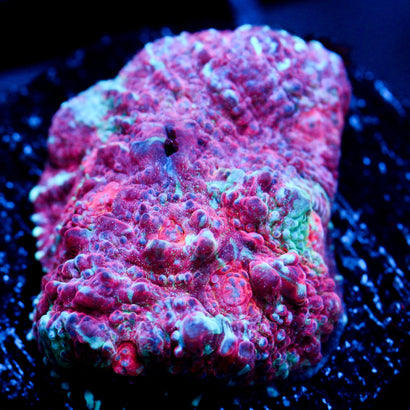 JC Unholy Trinity Chalice