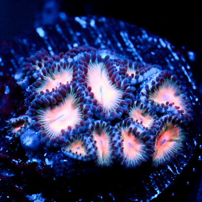 JC Peach Bellini Zoanthid