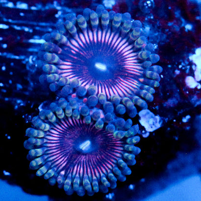 JC Pink Quasar Zoanthid