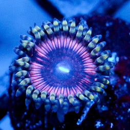 JC Pink Quasar Zoanthid