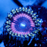 JC Pink Quasar Zoanthid