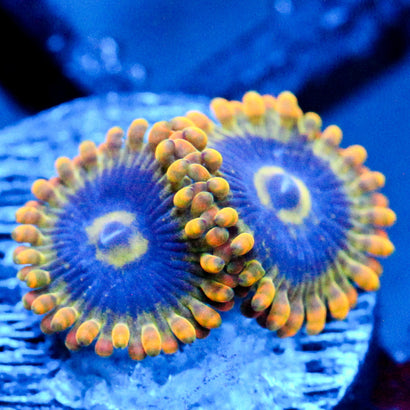 JC Rainbow Yoda Zoanthids