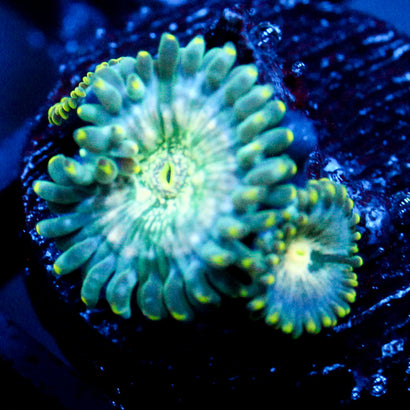JC Hawaiian Ding Dang Zoanthid