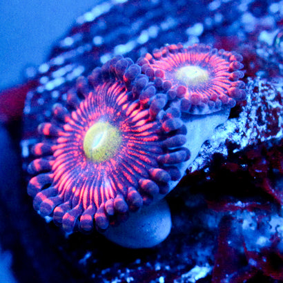 JC Valentine's Blurr Zoanthid