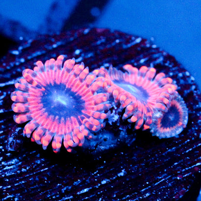 JC Typhloshion Zoanthid