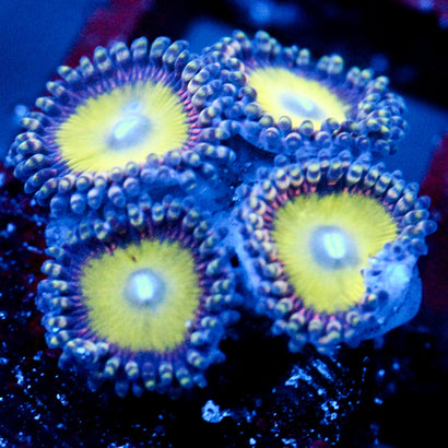 JC Hypnotoad Zoanthid