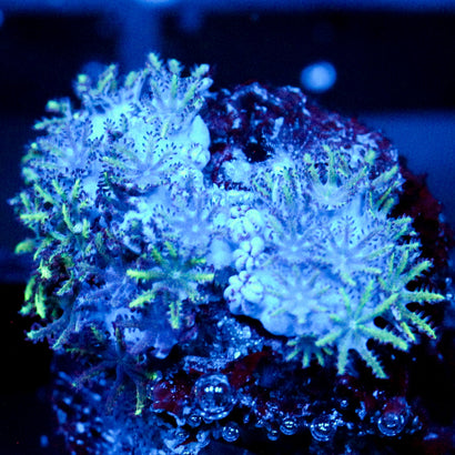 JC Sympodium Coral