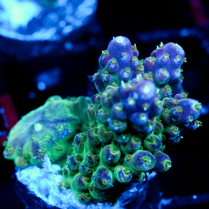 JC Purple Monster