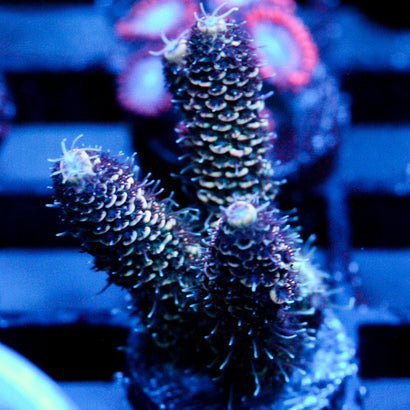 JC Orange Ore