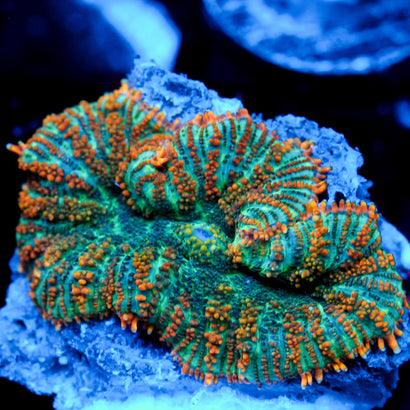 JC Brisk Breath Rhodactis