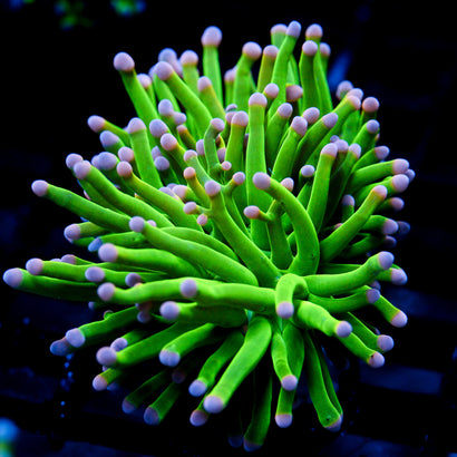 JC Pink Tip HG