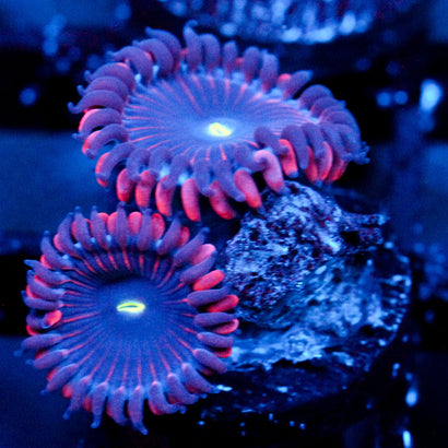 JC Purple People Eater Zoanthid