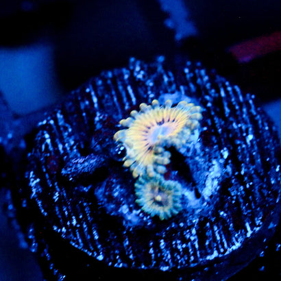 JC Oceanside Zoanthid
