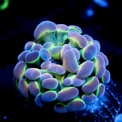 JC Ultra Hologram Hammer