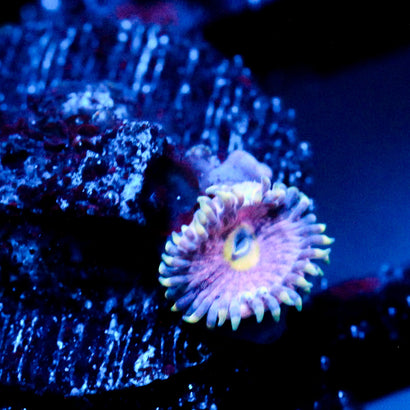 JC Pink Lemonade Zoanthid
